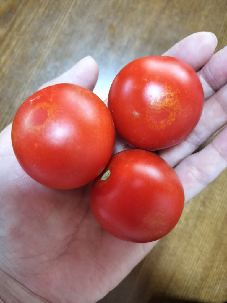 家庭菜園初心者が中玉トマトの袋栽培に挑戦し、30個収穫できました！ | おまめちゃんのマメにコツコツ家庭菜園とガーデニング生活‼